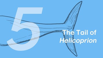 Haylee the Helicoprion 5: Tail | Learn to Draw Marine Animals with ZHAO Chuang