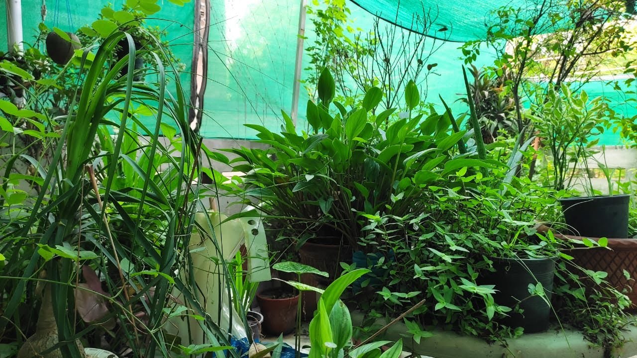 How to save your Plant from over watering in Rainy Season 🌧️ 