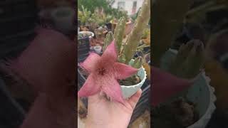 Instg Cicekdunyasi0101