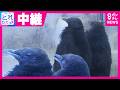 オウサマペンギンの赤ちゃんは…まるでキウイ⁉︎ふわふわもふもふペンギン　今だけの姿に「激カワ」の声　和歌山・アドベンチャーワールド｜旬感LIVE とれたてっ!〈カンテレNEWS〉