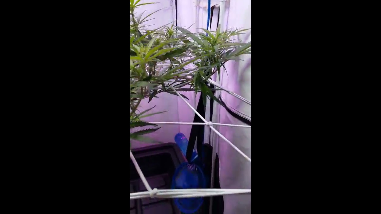 Grower scrog nets weekly series #7 of grow tent scrog net