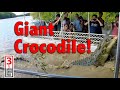 Giant Crocodile Encounter with "Dominator"