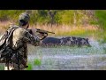 They can hide but they cant run hunting feral pigs and turkey gear rundown