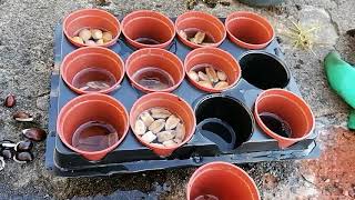 How to sow Bangladeshi shim uri or hyacinth beans in the UK.