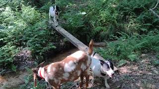 Jasper the Billy goat: Let's go Jasper!