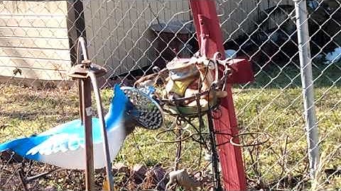 Short Video of Bird Fighting its reflection no audio