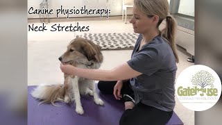 Canine physiotherapy: Neck stretches for dogs