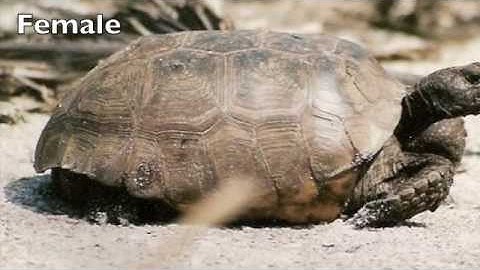 Adult Gopher Tortoise Male and Female Anatomy. Gopherus polyphemus at Barefoot Beach Preserve