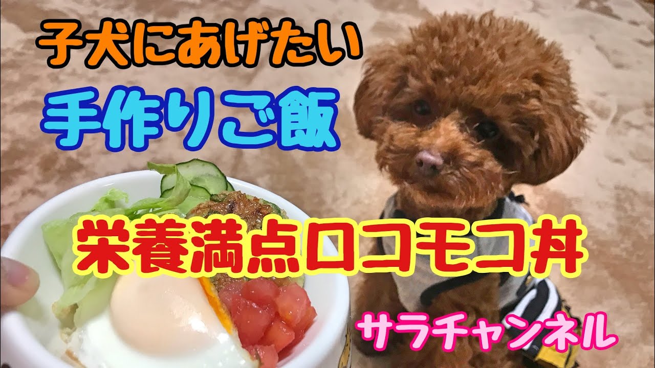 【犬の手作りご飯】子犬にあげたい栄養満点ロコモコ丼(*^。^*)トイプードルのサラ Dog handmade