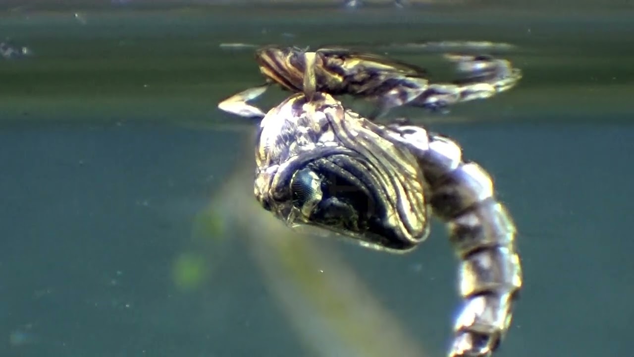 Aedes Mosquito Pupa Shedding to Adult