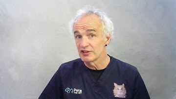 Feline Obesity (How to Help Your Cat Lose Weight)