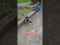 🥰 Hello Wolfgang #onmypath #cat #cats #subscribe #like #funny #viralvideos