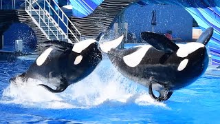 Orca Encounter (Full Show)  SeaWorld Orlando  May 27, 2023