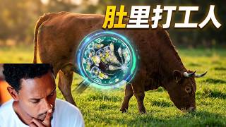 牛马吃草也长肌肉 为什么牛马只吃草就能长肌肉，人却不行？