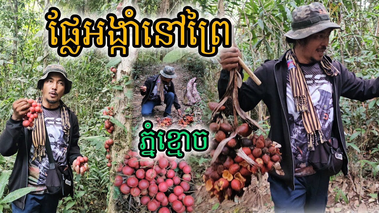 ផ្លែអង្កាំនៅព្រៃភ្នំខ្មោច