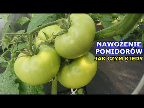 Wideo: Nawozy do pomidorów – kiedy i jak stosować nawóz do pomidorów