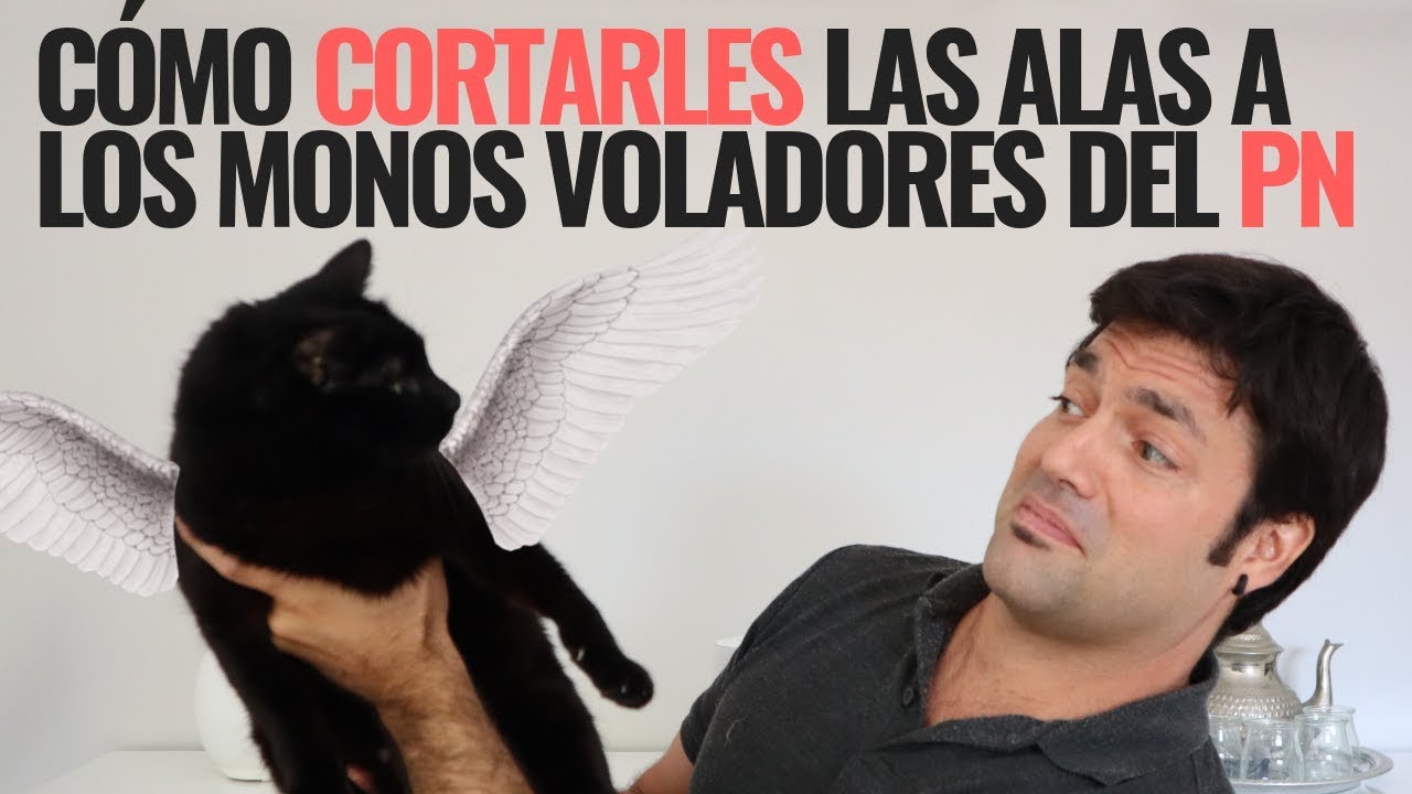4 Fases Para Cortarle Las Alas A Los Monos Voladores Del Perverso Narcisista