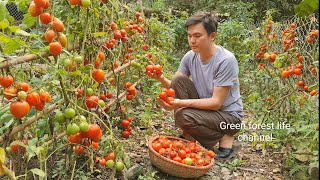 My vegetable garden from spring to autumn always beautiful. Robert | Green forest life (ep284)