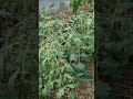 Grădina în iunie 2023 🏡🌿
