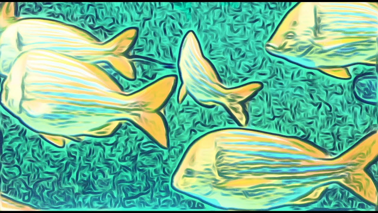 Aquarium Trip Sheffield Artitude FX Factory YouTube