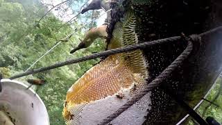 panen Sialang 15 sarang membutuhkan nyali yang kuat untuk mendapatkan madu asli/murni‼️honey hunter