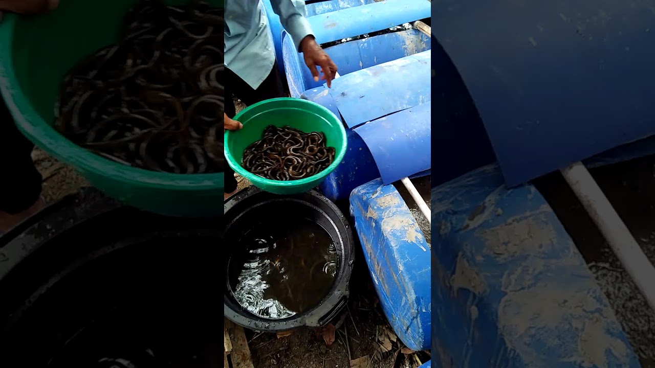 Mantap... Bibit belut di Tebar dan dibudidayakan dalam drum plastik di