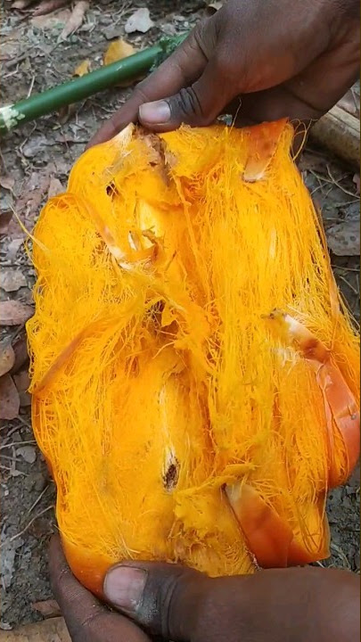 तार का पका हुआ फल।।।🤪 #shorts #tree #fruit #india