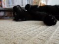 いいか？死んだふりはこうするんだ！　死んだふりを子猫に教える黒猫