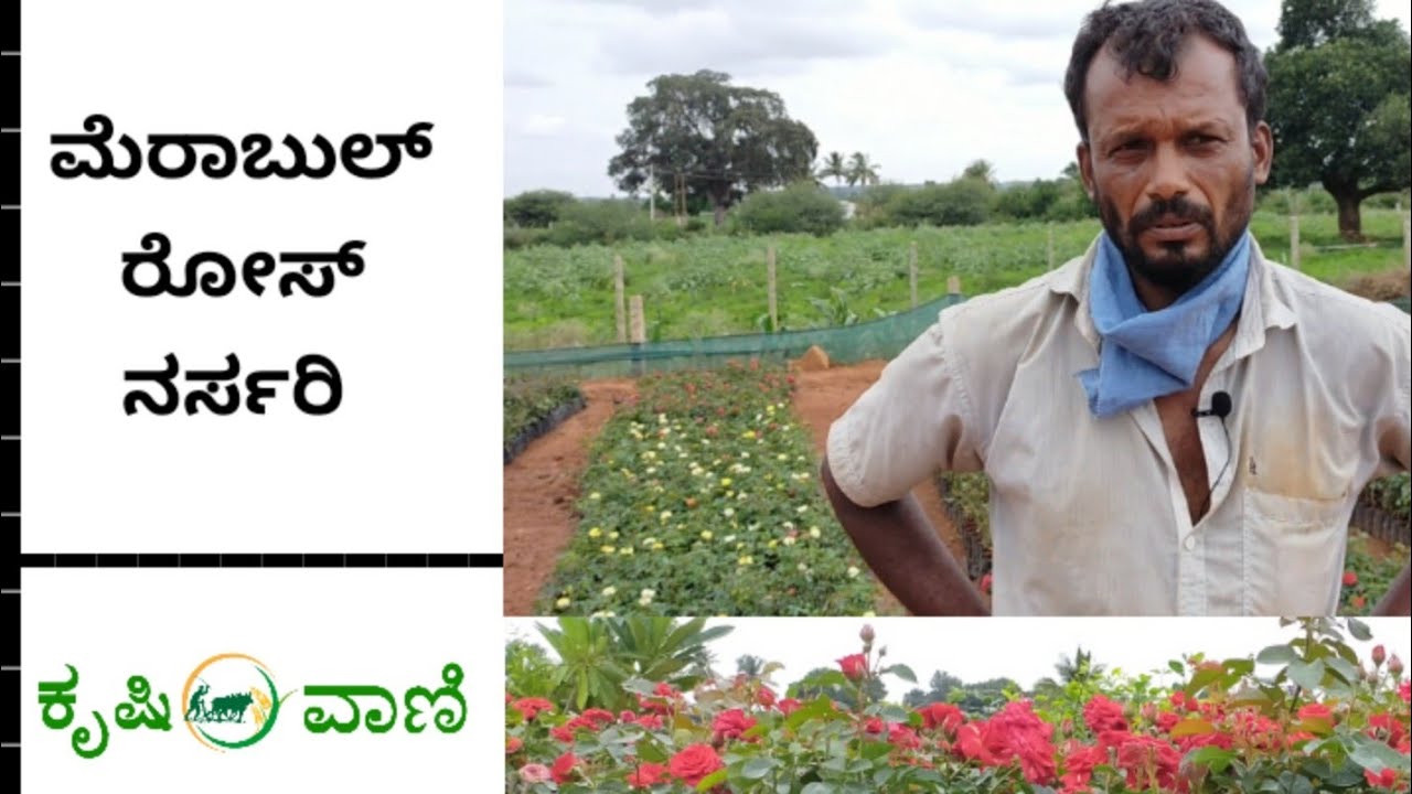ಮೆರಾಬುಲ್ ರೋಸ್ ಹೂವಿನ ನರ್ಸರಿ | Meraabull rose plants nursery |