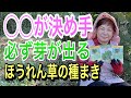 タオルに種まき??失敗しないほうれん草の種まき