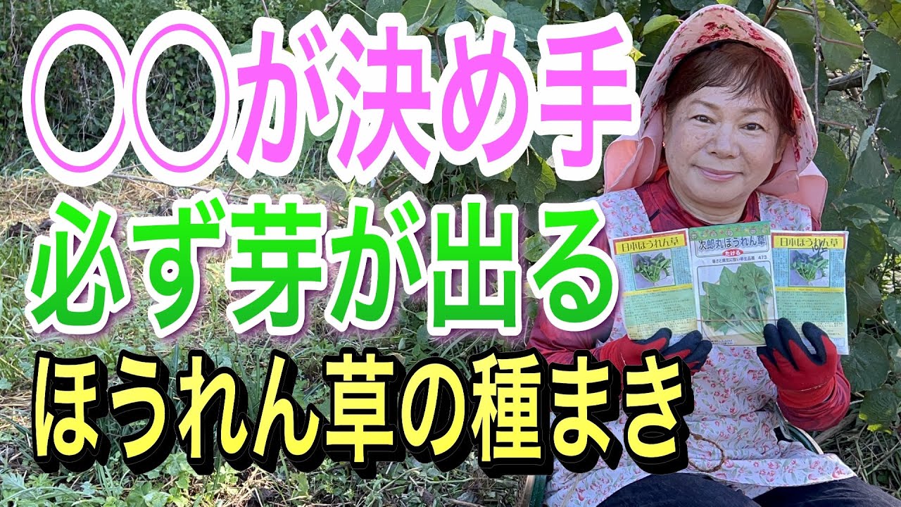 タオルに種まき？？失敗しないほうれん草の種まき