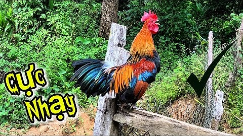 Tiếng Gà TRỐNG RỪNG Gáy chuẩn 100%✔️ NHạy nhất 2025 🏆🏆