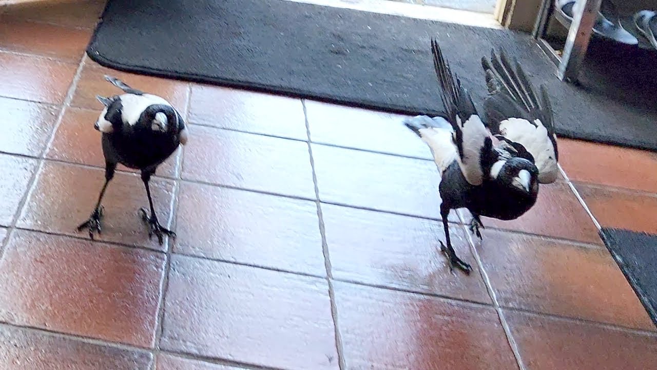 Wild magpies run inside to play a game, but don't want to leave!