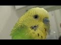 おしゃべりインコのピッピはビニール袋に喜ぶ！Bird Loves Plastic bag