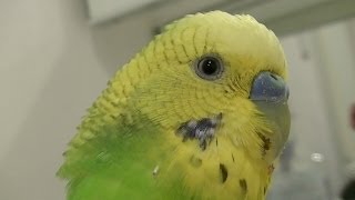 おしゃべりインコのピッピはビニール袋に喜ぶ!Bird Loves Plastic bag