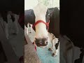 malik banne ka mauka diya hai