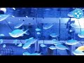 【チャーム】海水魚 デバスズメダイ Chromis viridis スズメダイ charm動画