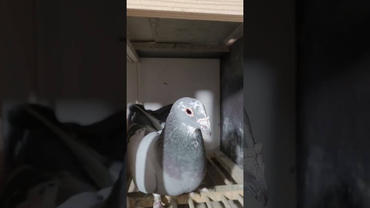 Pierwsze spotkanie samic i samców 