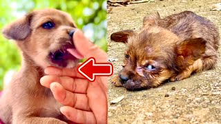 картинка: Я был полностью ошеломлён! Этот щенок 🐶 так изменился всего за несколько дней…❤️🥰