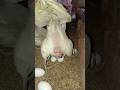 White hens or white eggs daily