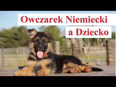 Wideo: Leczenie hemoroidów dla szczeniąt