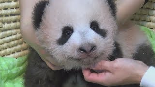 よちよち赤ちゃんパンダ  上野動物園、命名は近日中