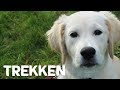 Hoe leer ik mijn hond niet te trekken tijdens het wandelen? - Vrienden der Blinden