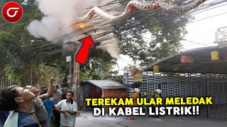 Nekat Melahap Burung Di Kabel Listrik, Ular Ini Malah Kesetrum Hingga Gosong