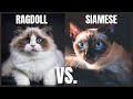 Ragdoll Cat VS. Siamese Cat の動画、YouTube動画。