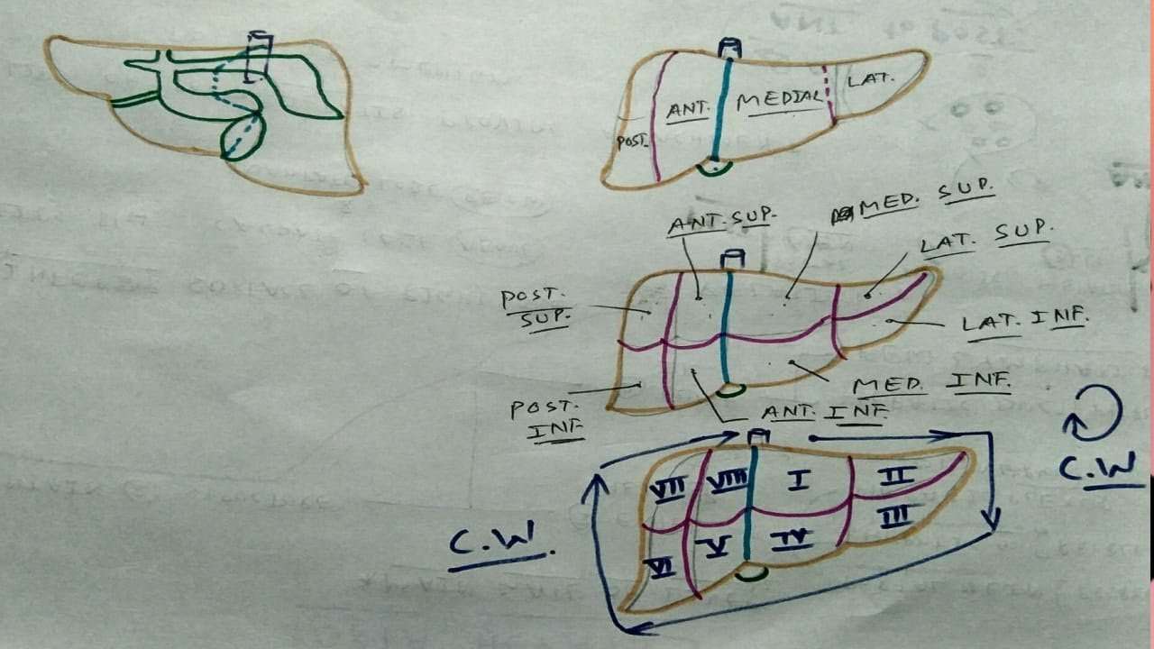 Physiological lobe of liver- 5 | TCML
