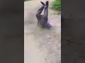 جي لا عندك قلك وحق نبي شتقتلك 