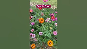 Hoa cúc lá nhám nhiều màu | Cobala Farm #cobalafarm #garden #làmvườn #gardening