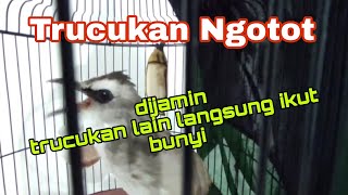 Download Lagu Trucukan Ropel suara merdu dan lagu bagus untuk pancingan trucukan lain