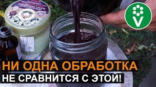 ОБРАБОТАЙТЕ ЭТИМ ПЛОДОВЫЕ ДЕРЕВЬЯ ПОСЛЕ СБОРА УРОЖАЯ! Рецепт красного раствора от Ивана Русских